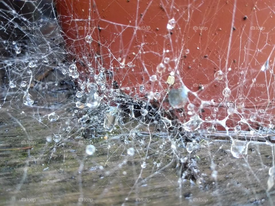 una telaraña con el rocio de la mañna