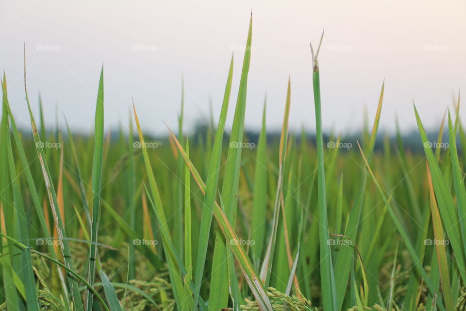 wheat crops
The hard work of a farmer keeps all of us alive. Because even a billionaire can't eat gold biscuits for survival.