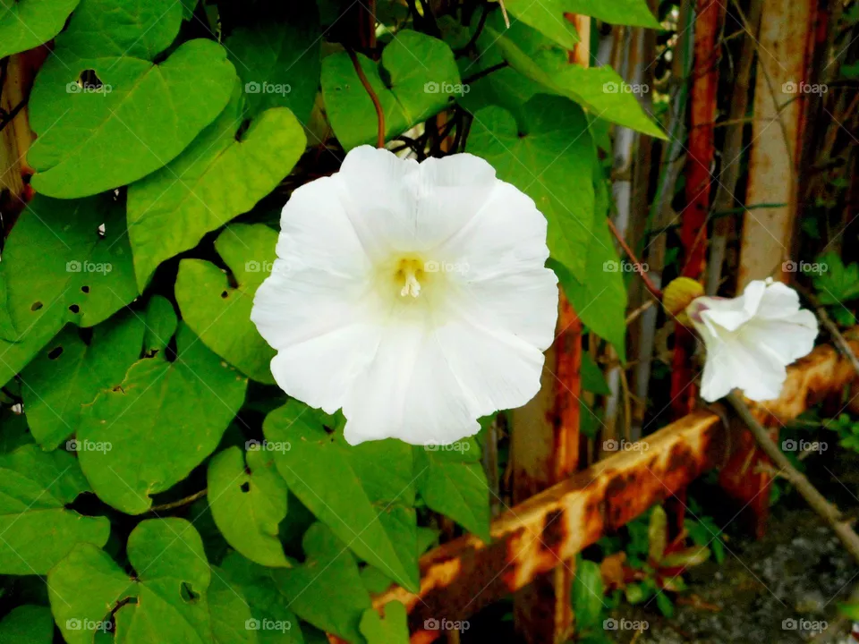 White Morning glory flower on the Italian island of Ischia