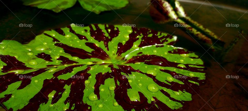 naturelover, drak pictures, beautiful picture