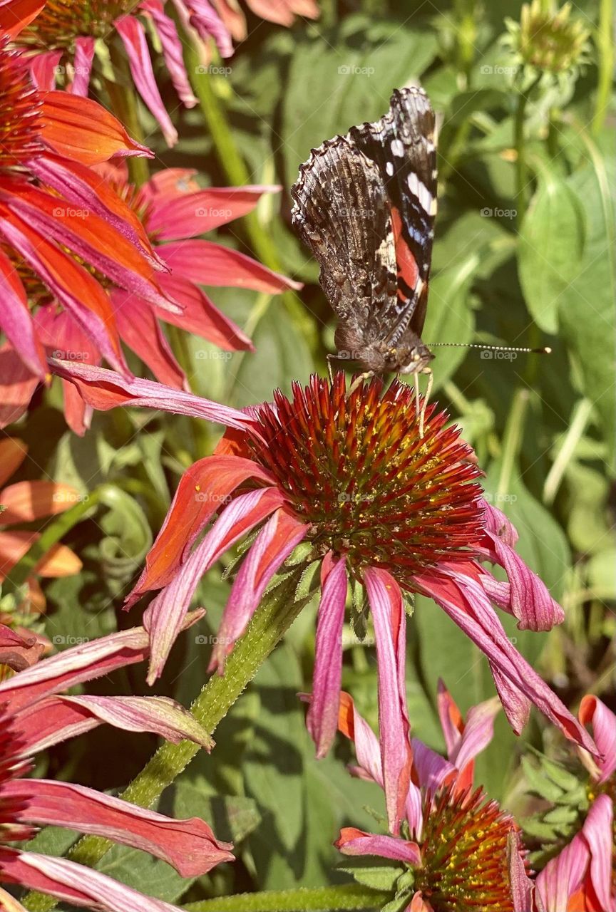 Butterfly drinking nectar of flower