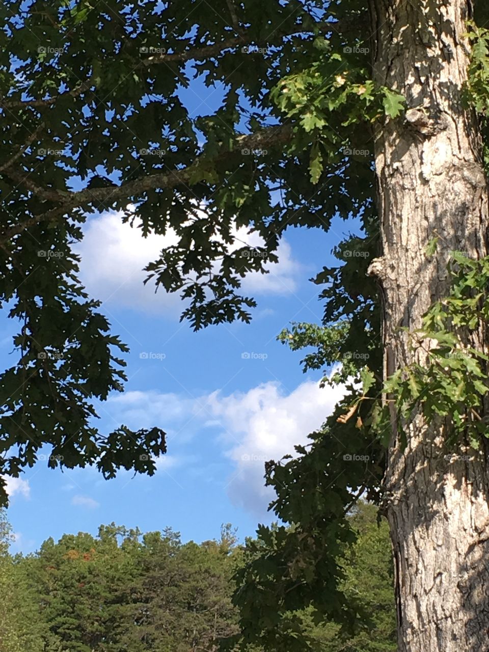 Blue sky through trees
