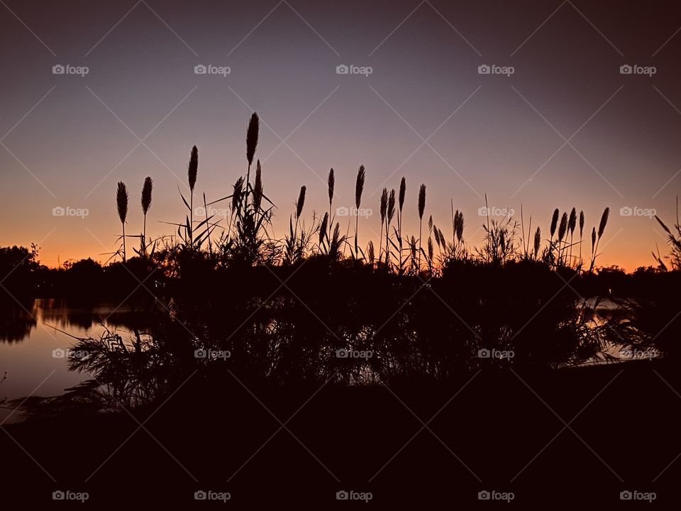 Cat Tails are enjoying the Night Sky. The Colours are fading into the Darkness. 