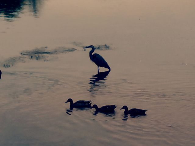 Water, Bird, Beach, No Person, Lake