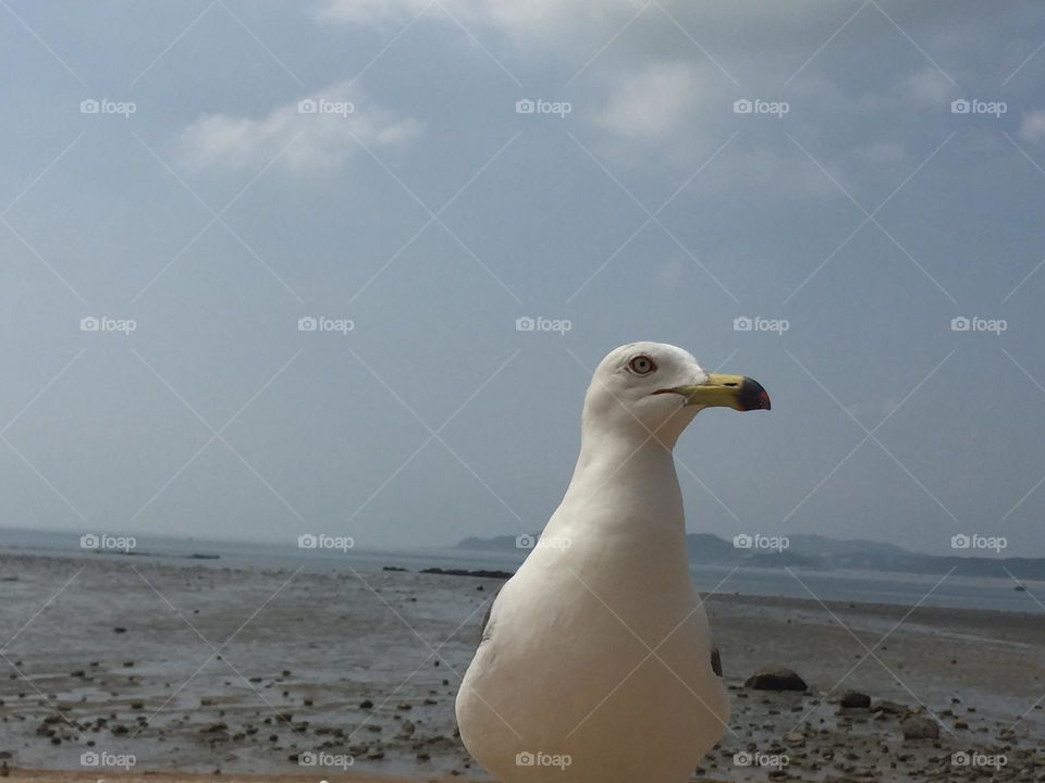 Seagulls 