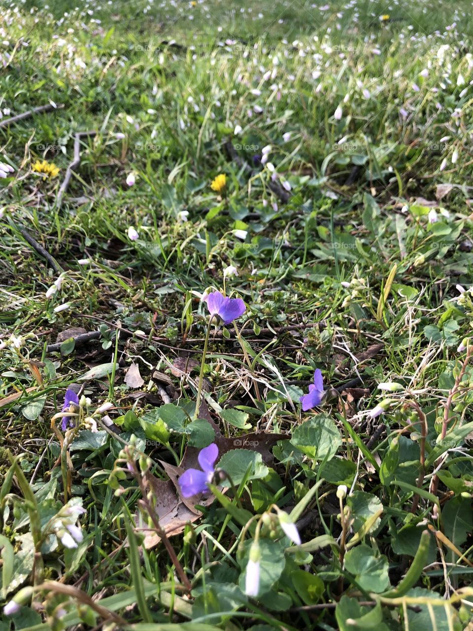 Tiny purple and yellow spring flowers in bright green grass 