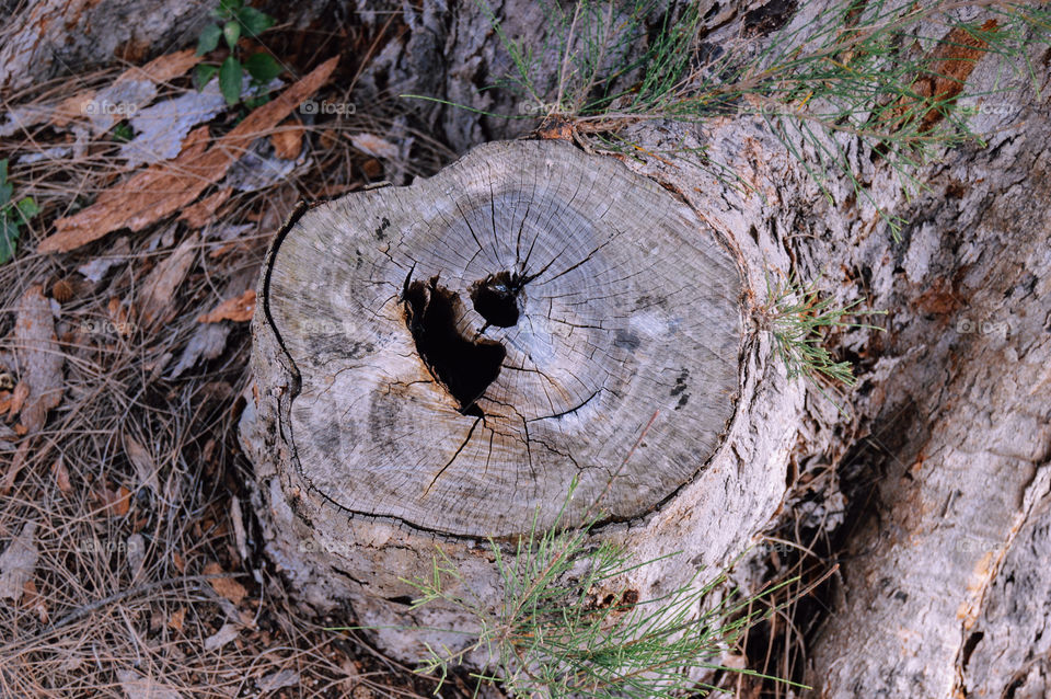 Tree trunk with heart shaped hole
