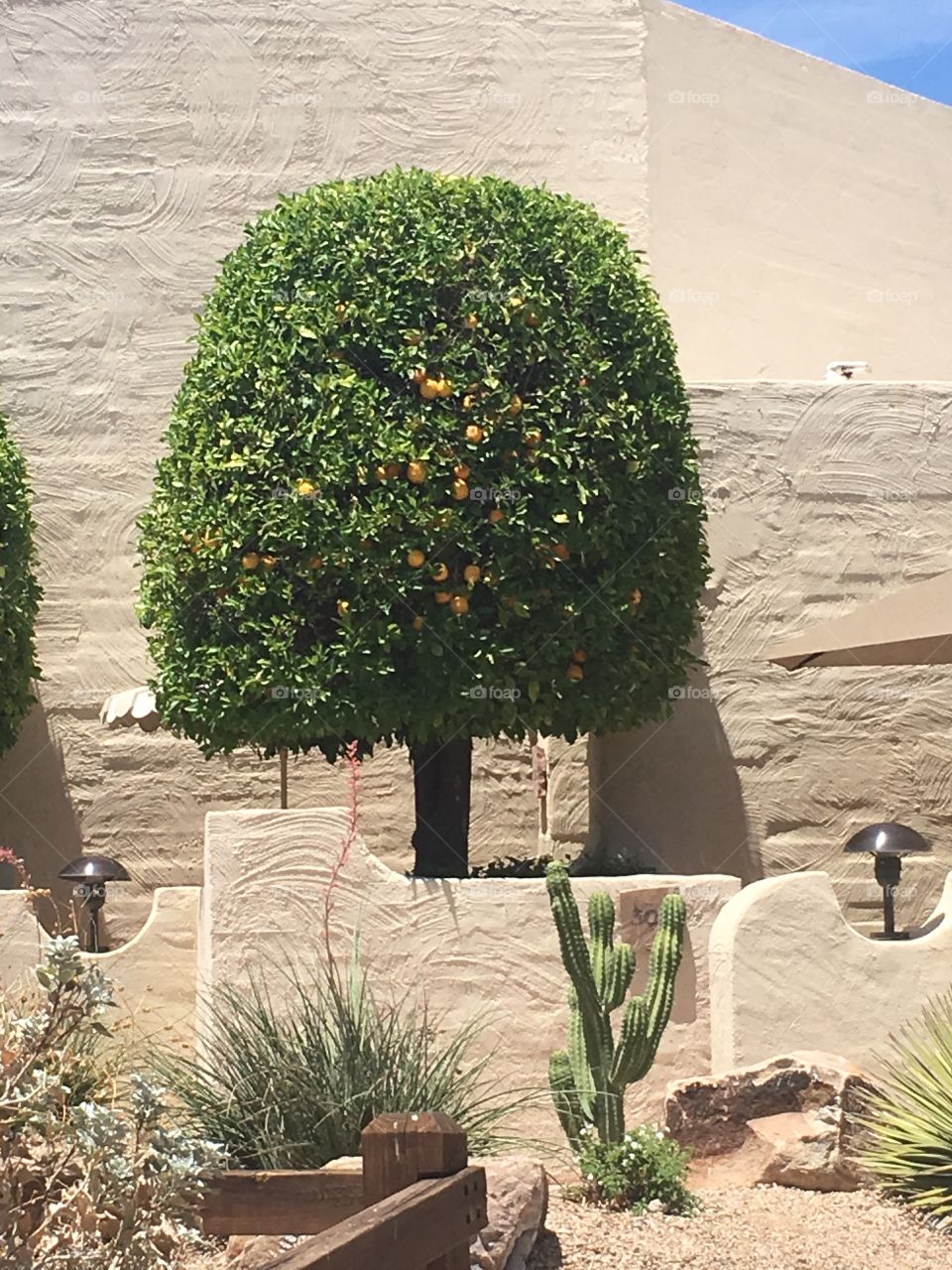 Arizona fruit tree
