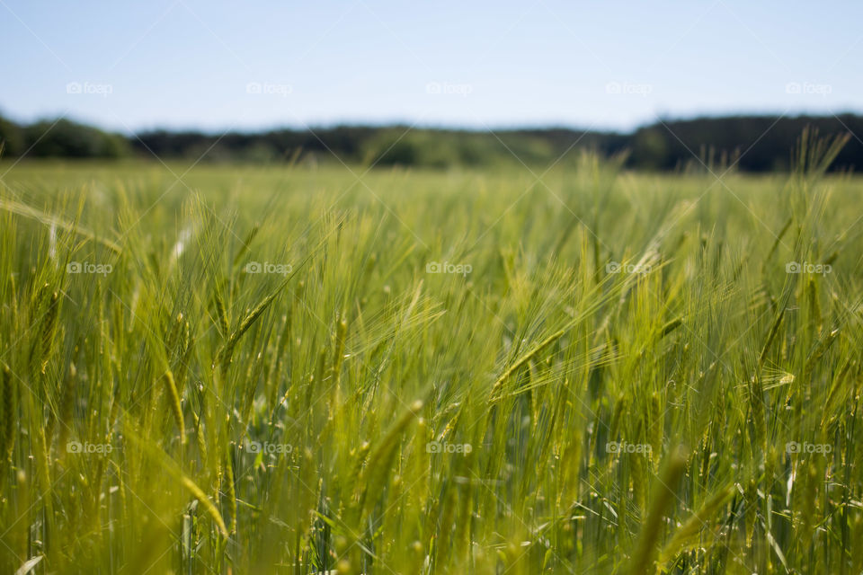 Scenic view of wheat field