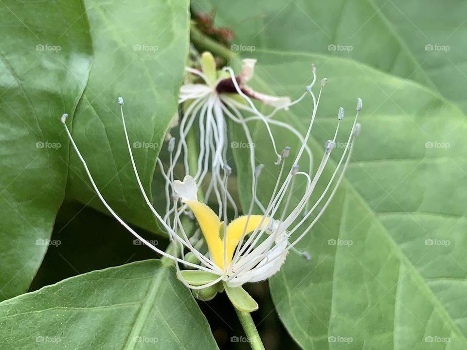 Flowers around us, my garden (Countryside)