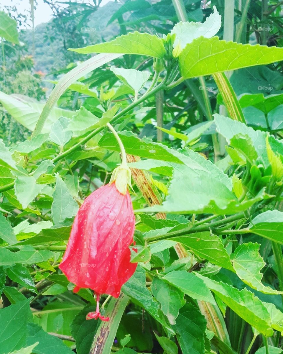 flor de hibisco no campo flora brasileira