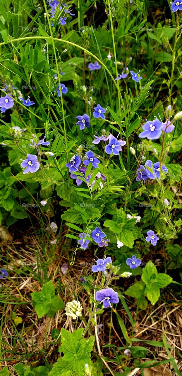 Small purple flowers growing in nature