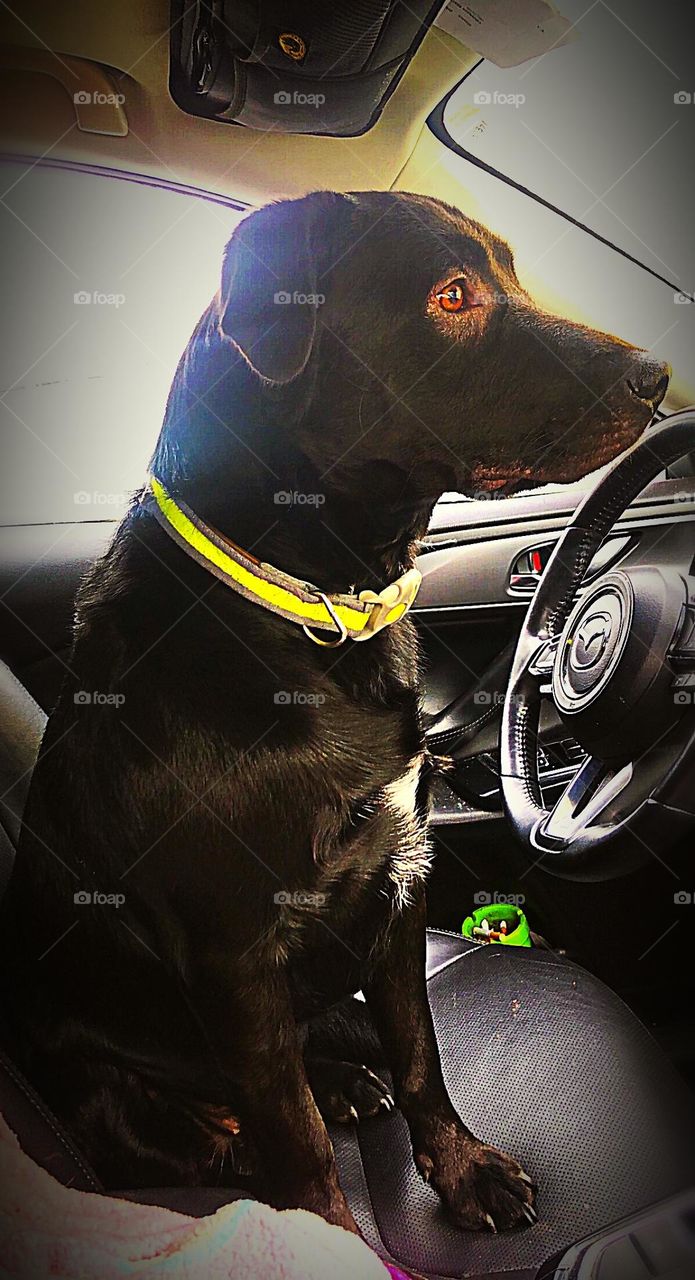 The driver seat dog taz attentive and ready to go inside the vehicle behind the steering wheel