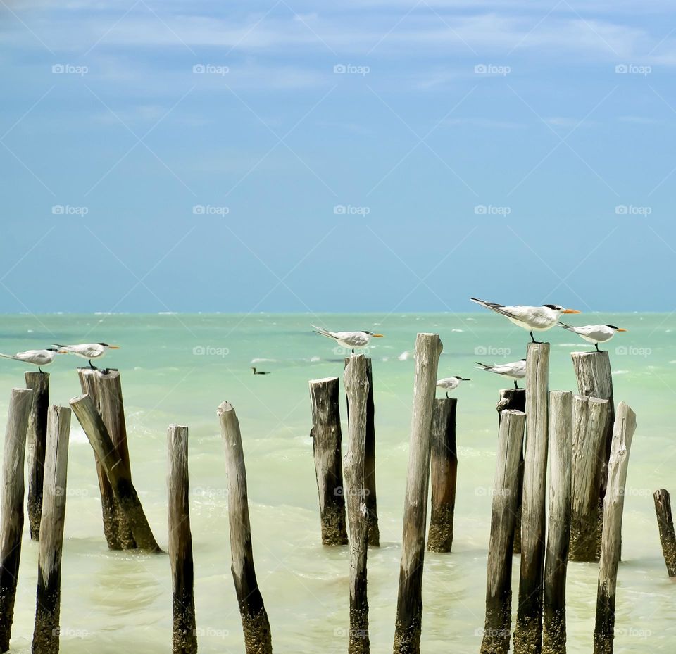 These Royal Terns are leaning into a strong headwind tethered to old fishing trap posts.