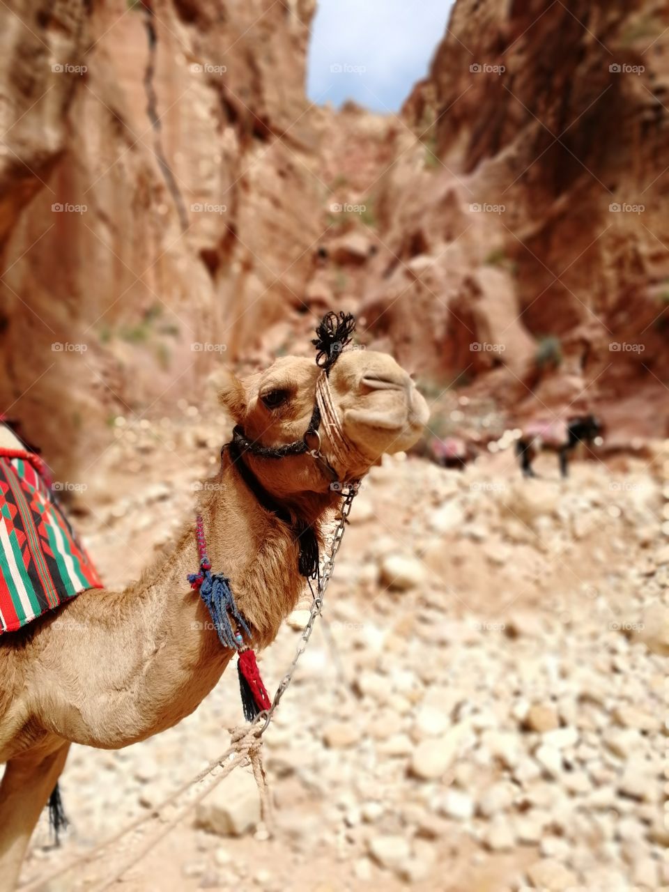 Camel ❤️