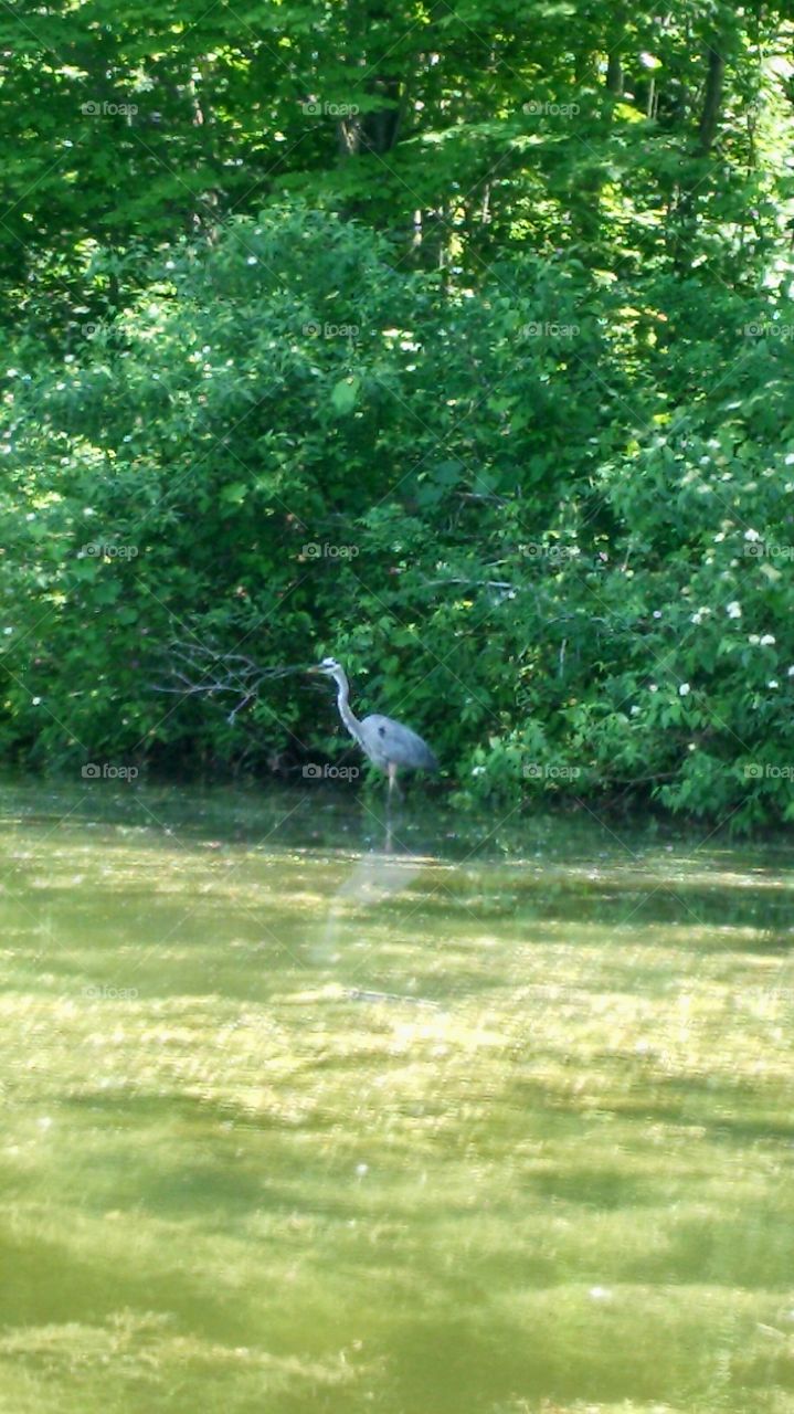 Lurking Loon