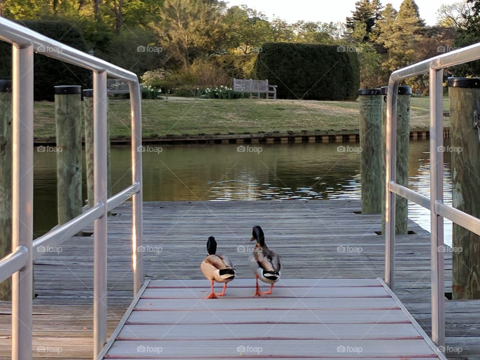 lovers on the dock