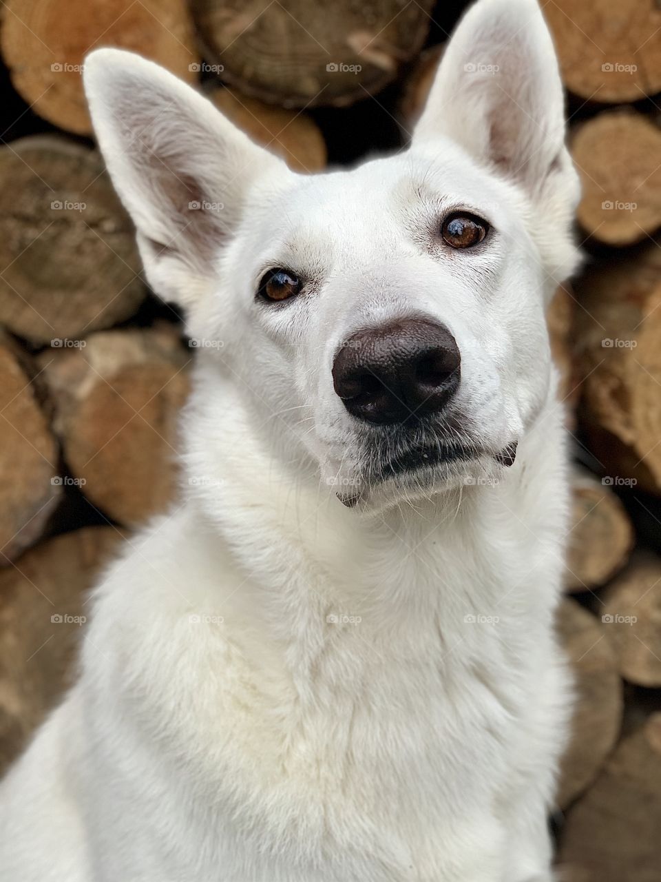 White dog wood