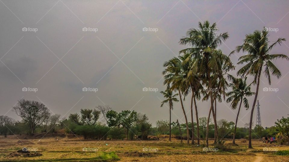 coconut trees 