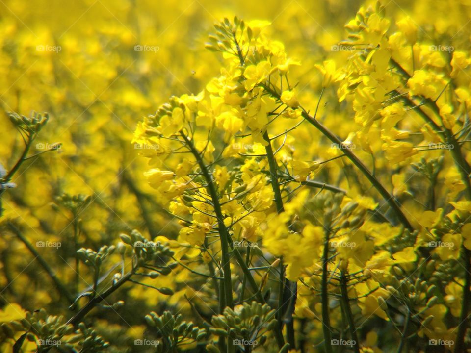 rapeseed field on a summer day