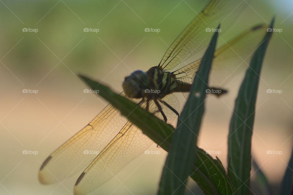 dragon fly on green leaves