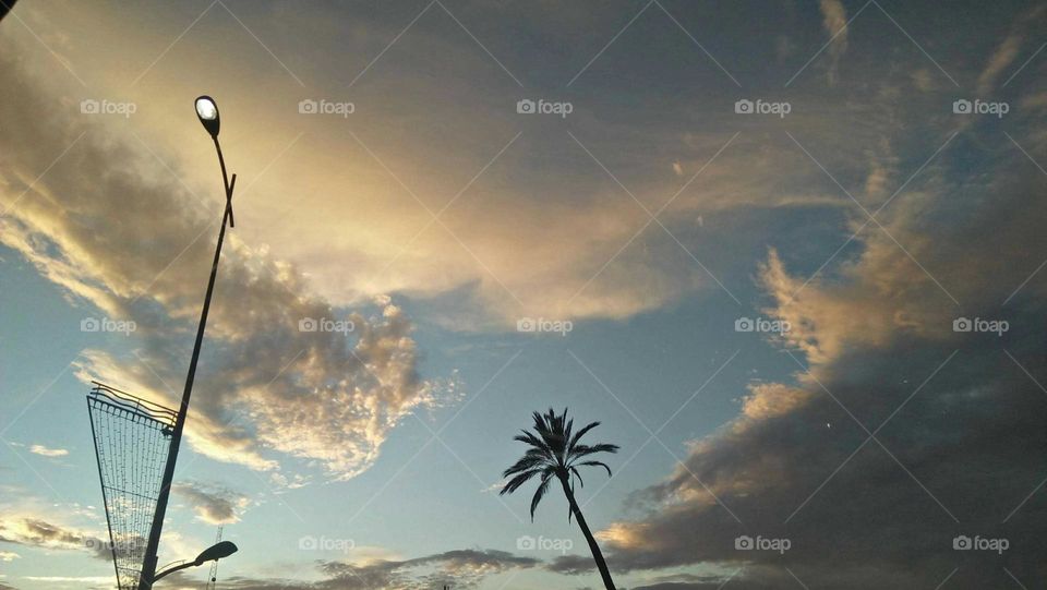 Beautiful palm tree and moody sky.