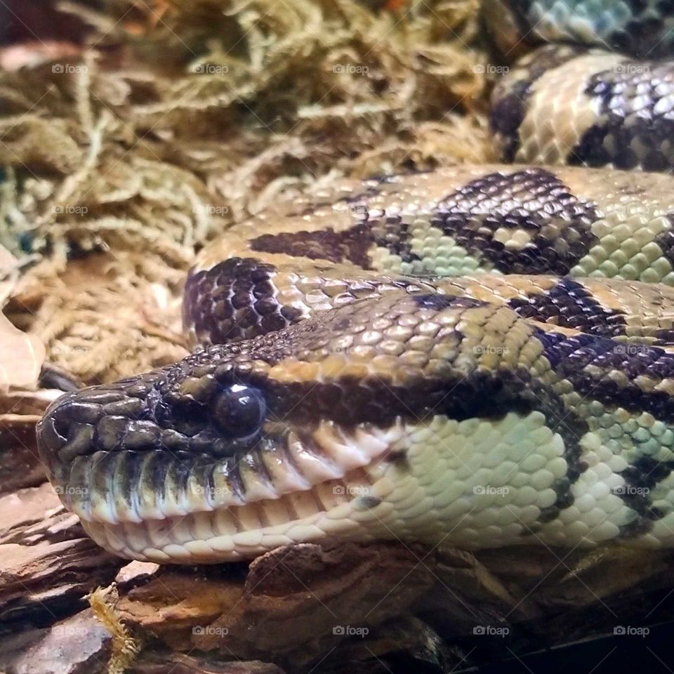 Snake smiles at the San Diego Zoo. Slither and slide to entertain the crowds.  Reptiles are fantastic.