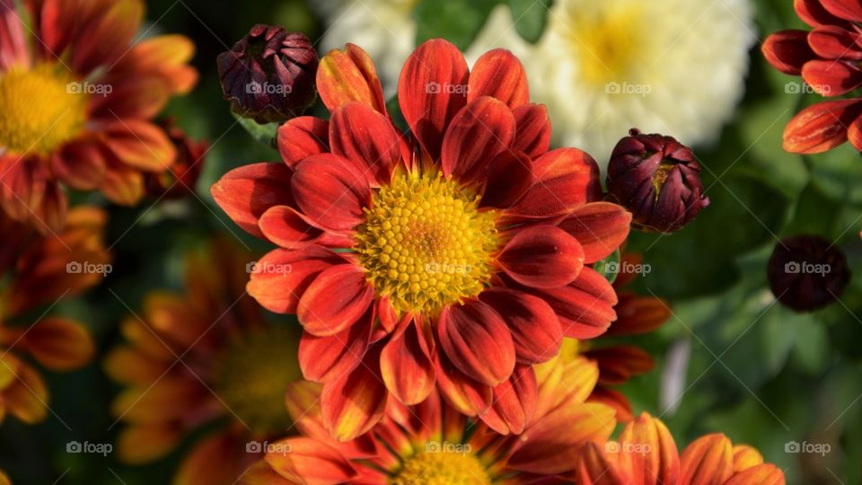 ￼

 chrysanthemum, flower, petals