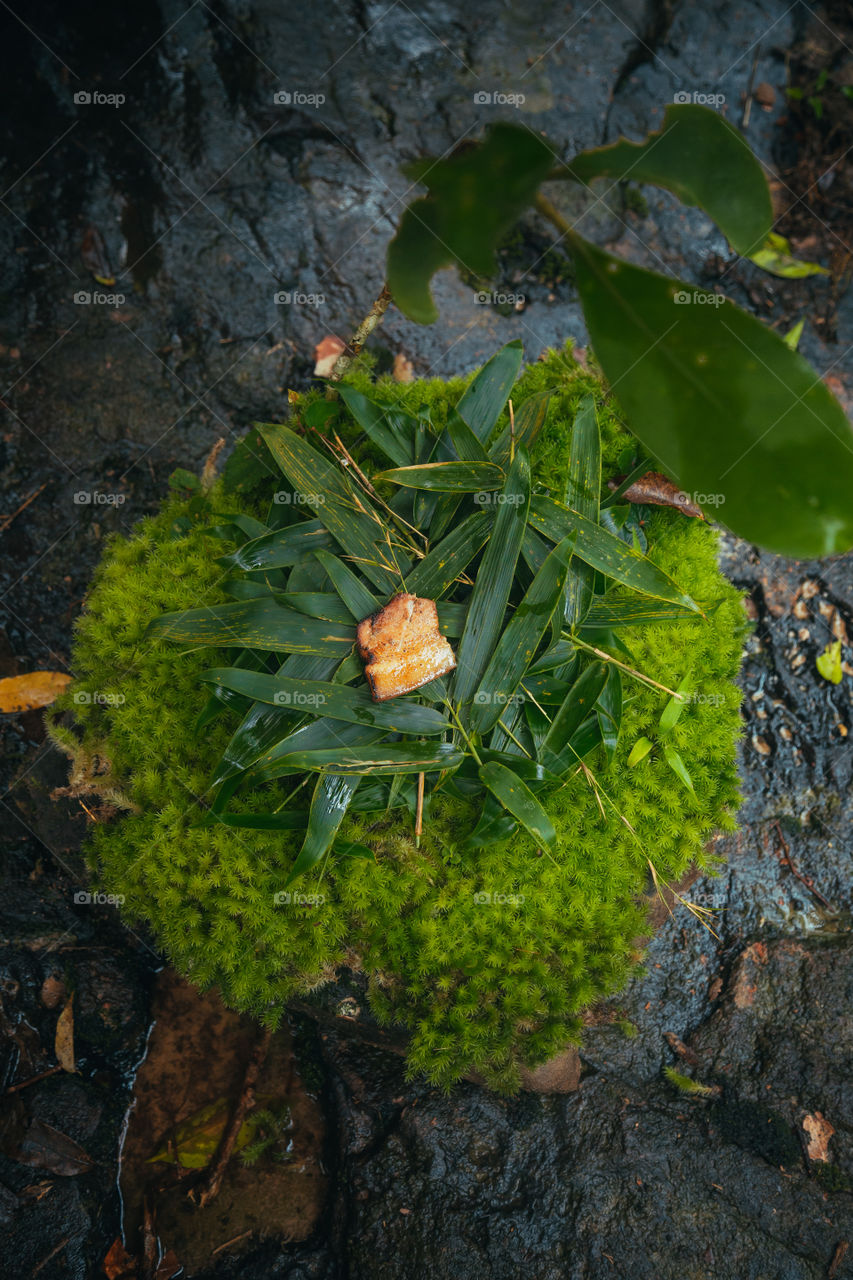 so looks like your lunch, when you live and work in the jungle