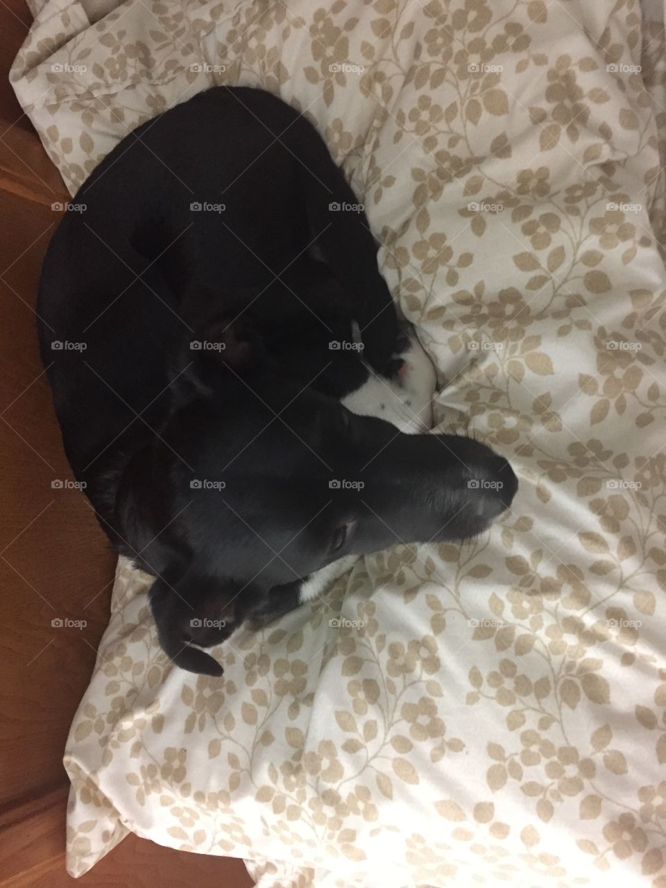 A dog getting comfortable 