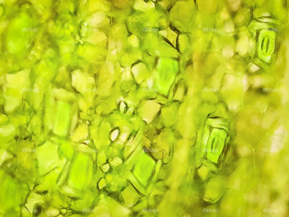 Leaf cell structure by microscope lens kit with smarth phone