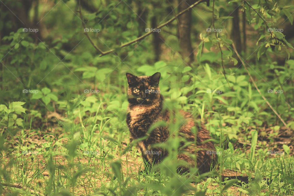 kitty in field