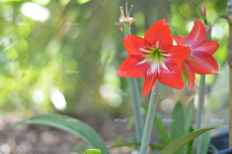 Spring flowers.