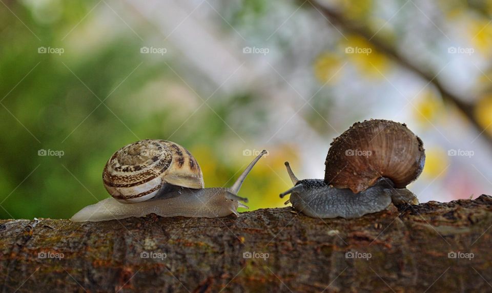 Snail