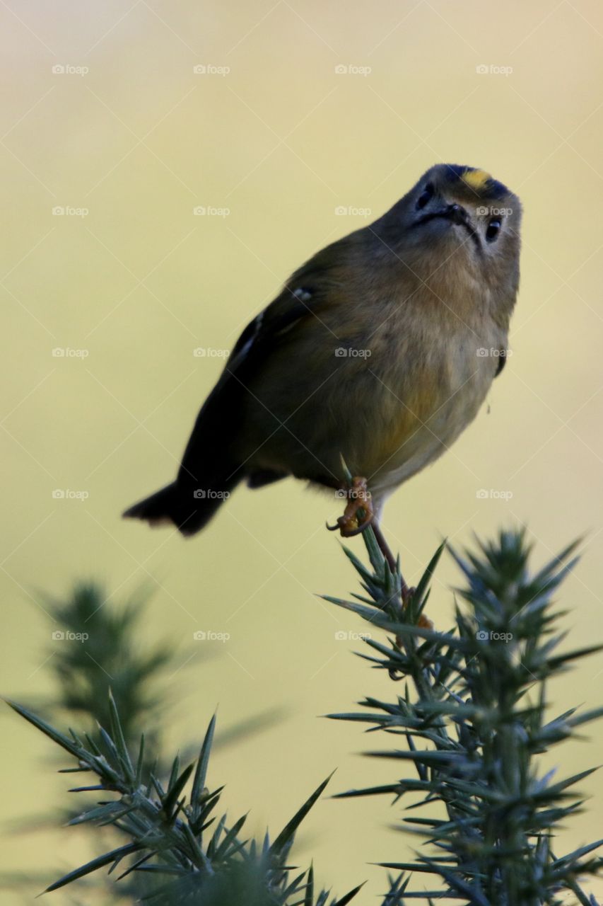 Goldcrest 