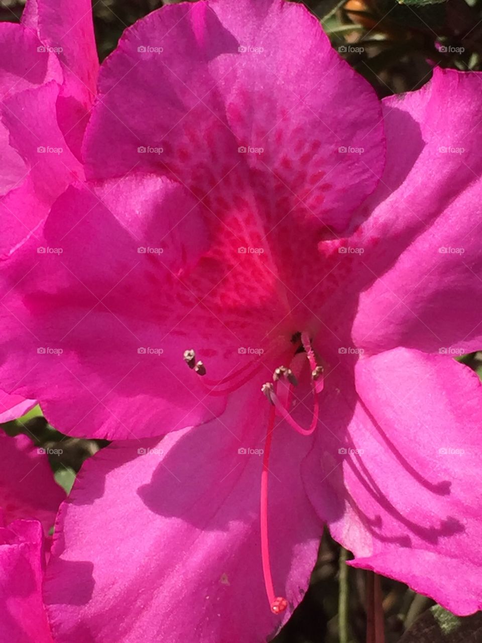 Pink Azaleas