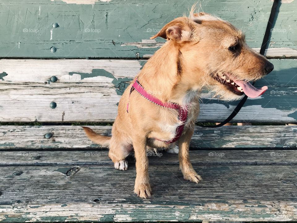 Puppy at the Park