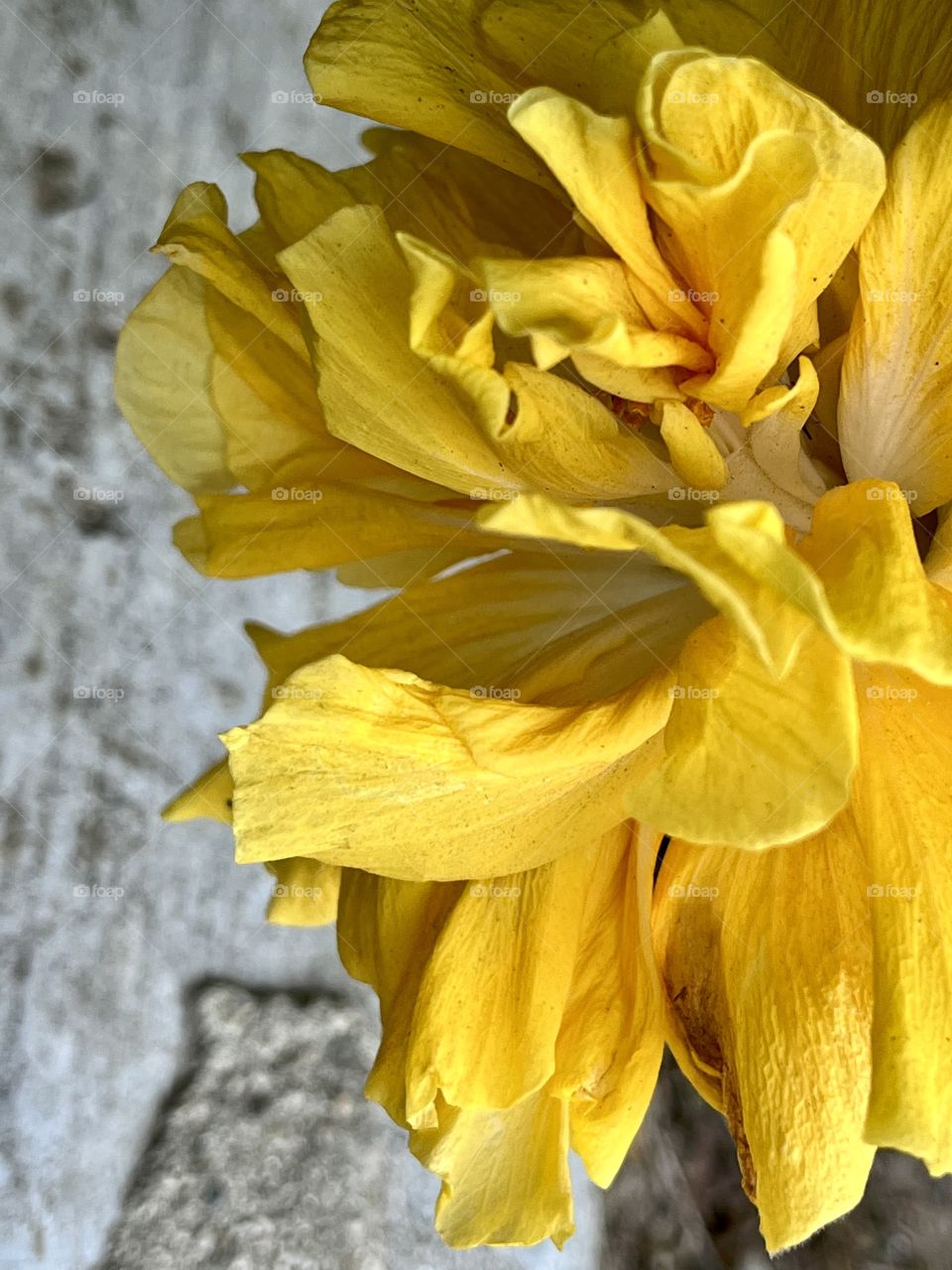 Yellow hibiscus petals