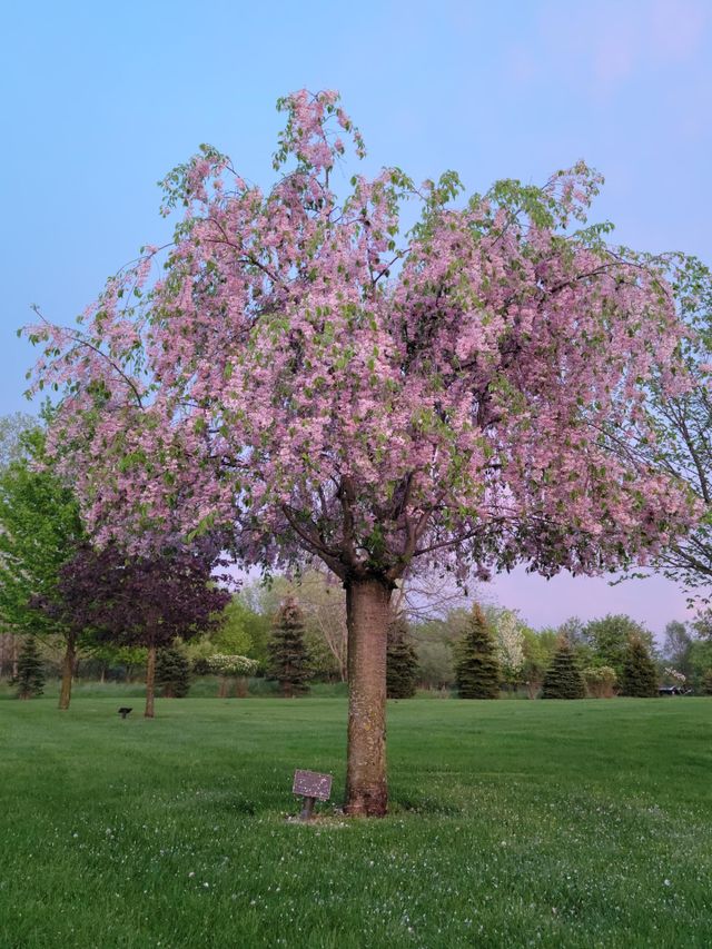 Spring in Bloom