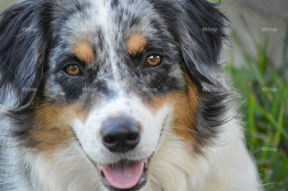 Miniature Australian Shepherd. 