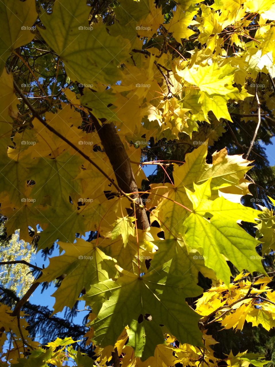 Leafs in autumn