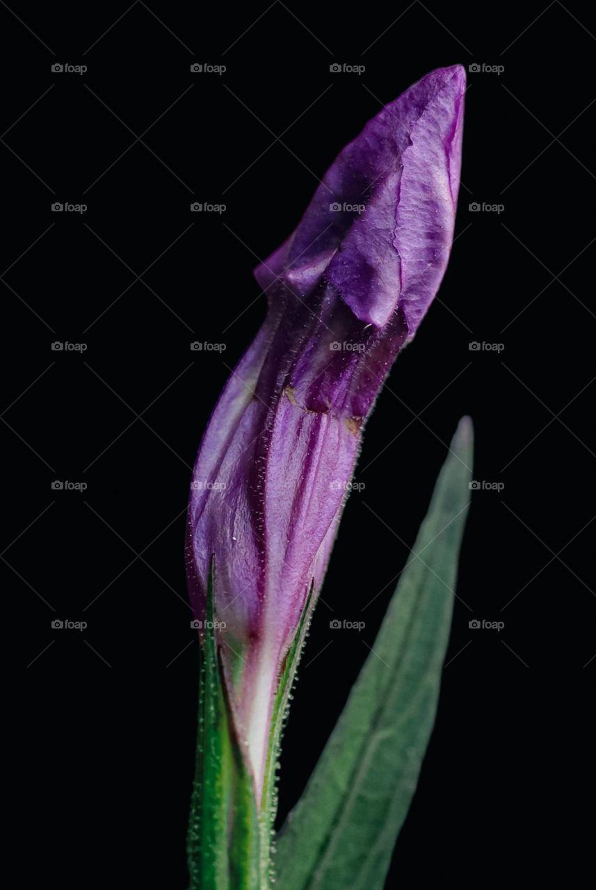 Ruellia nudiflora, the purple wild petunia, is a perennial plant in the acanthus family that is found in the humid areas of the Sonoran Desert. Despite its name, it is not a true petunia.