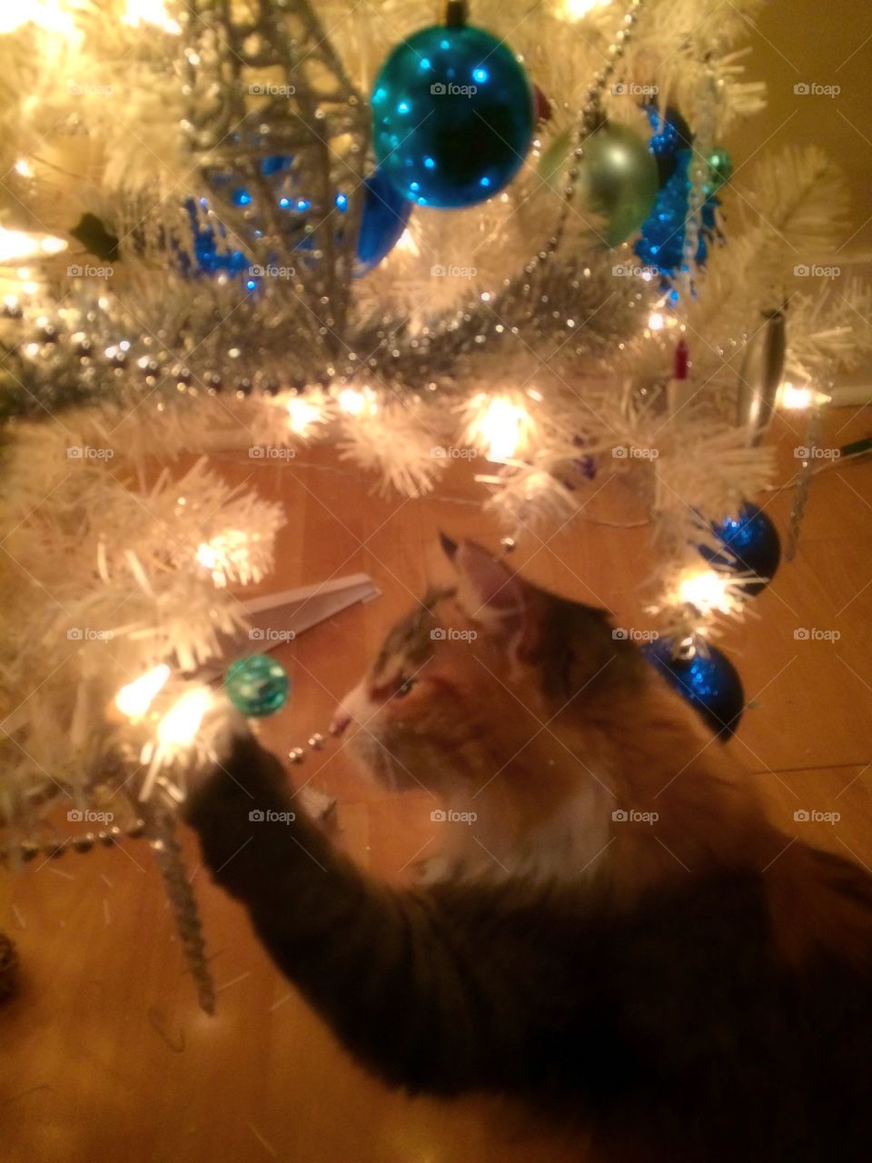 Cat and tree 