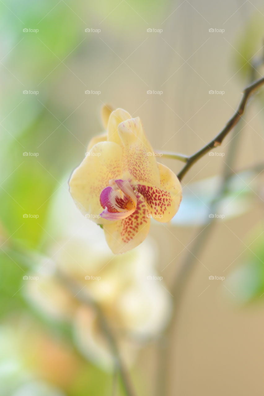 orchid in summer