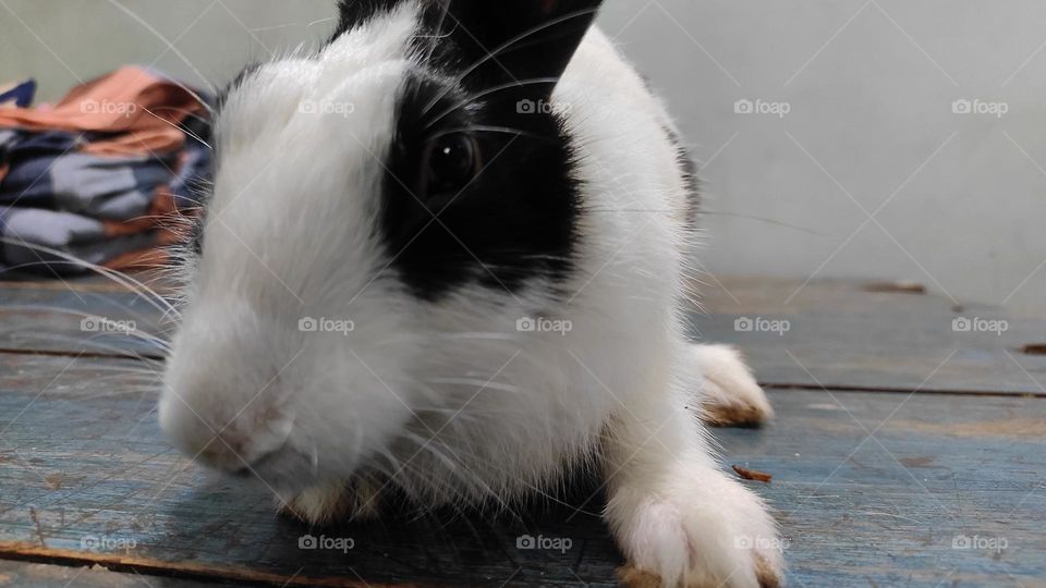rabbit