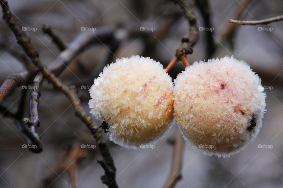 Close-up of a frozen fruit on tree