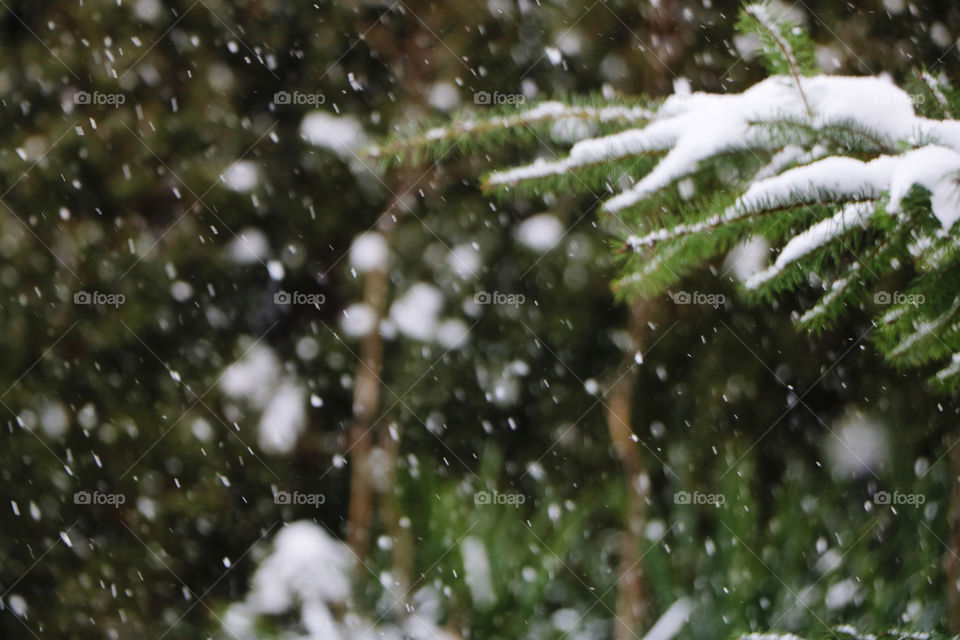 Snowflakes falling down , covering the branches of evergreen tree