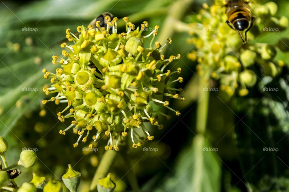 Ivy and insects