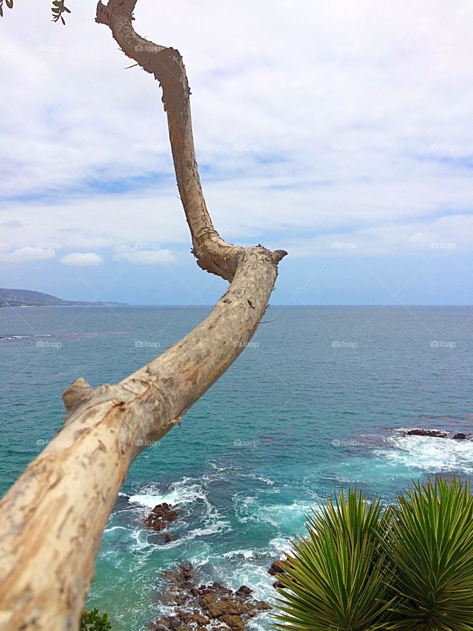 Treetop Ocean View. Sometimes the best views require tree climbing. 