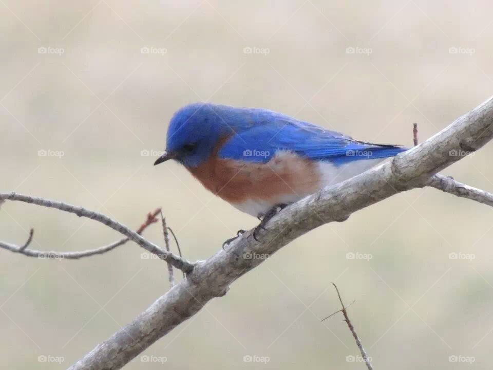 Bluebird